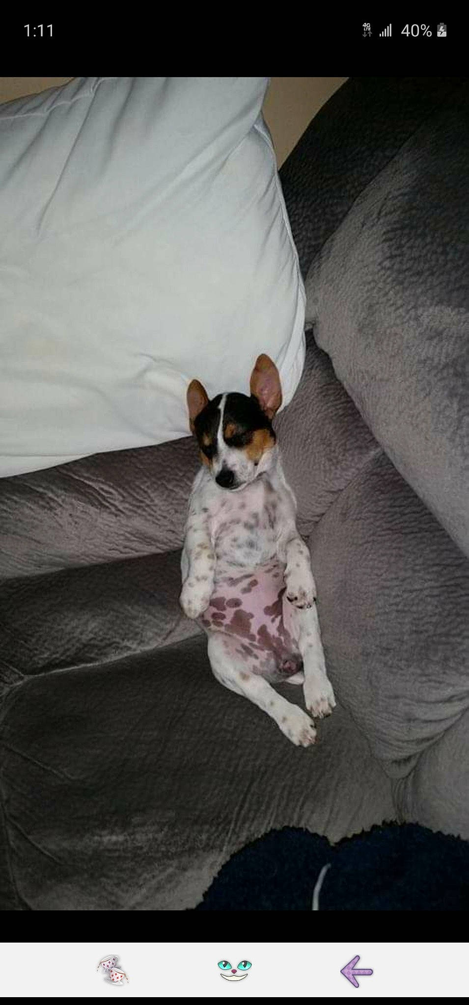 Gizmo is registered to the contest to win money with this photo: bed, bedding, canidae, carnivore, comfort, companion_dog, couch, dog, dog_breed, fawn, grey, linens, nap, non_sporting_group, paw, snout, sporting_group, terrestrial_animal, toy_dog, working_animal