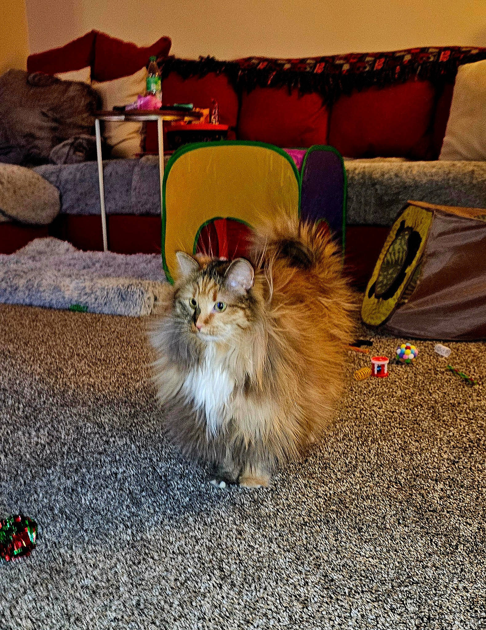 Waffles is registered to the contest to win money with this photo: asphalt, british_longhair, canidae, carnivore, cat, comfort, companion_dog, couch, fawn, felidae, flooring, fur, linens, paw, pillow, road_surface, sitting, small_to_medium_sized_cats, tail, whiskers