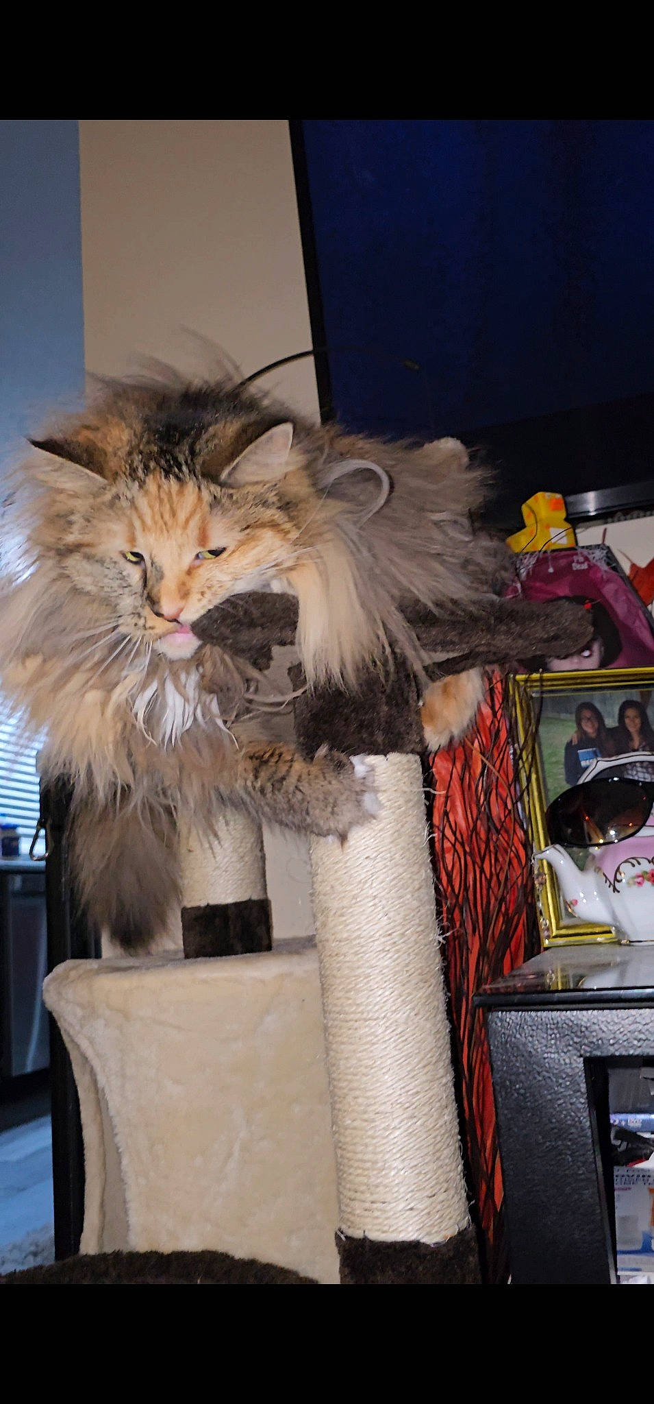 Waffles is registered to the contest to win money with this photo: animal_product, bird_of_prey, carnivore, cat, event, fashion_accessory, fawn, feather, felidae, fur, hat, natural_material, room, small_to_medium_sized_cats, tail, whiskers, wing