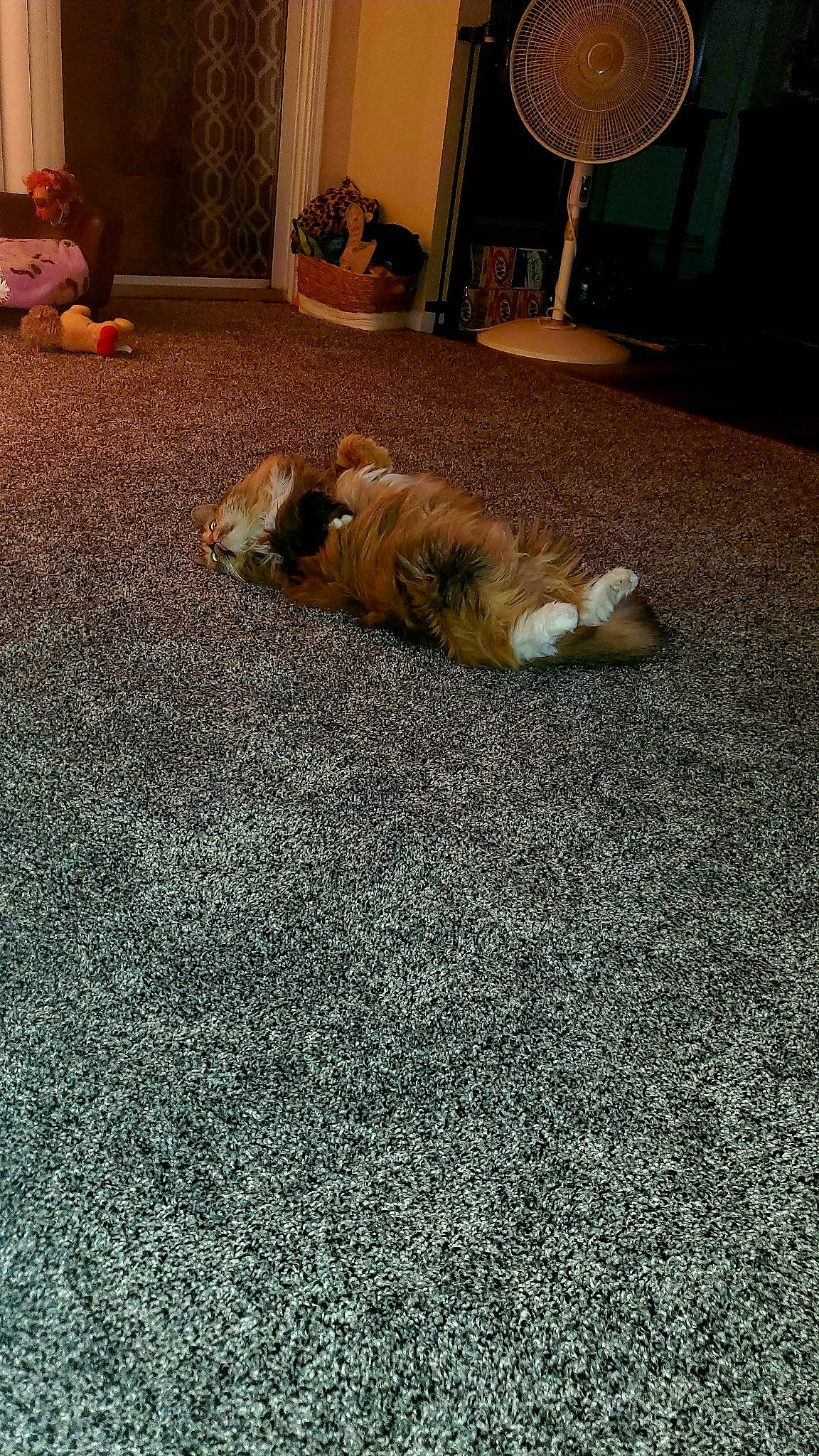 Waffles is registered to the contest to win money with this photo: carnivore, carpet, cat, comfort, companion_dog, couch, fawn, felidae, floor, flooring, grass, hardwood, linens, living_room, mammal, room, small_to_medium_sized_cats, tail, whiskers, wood