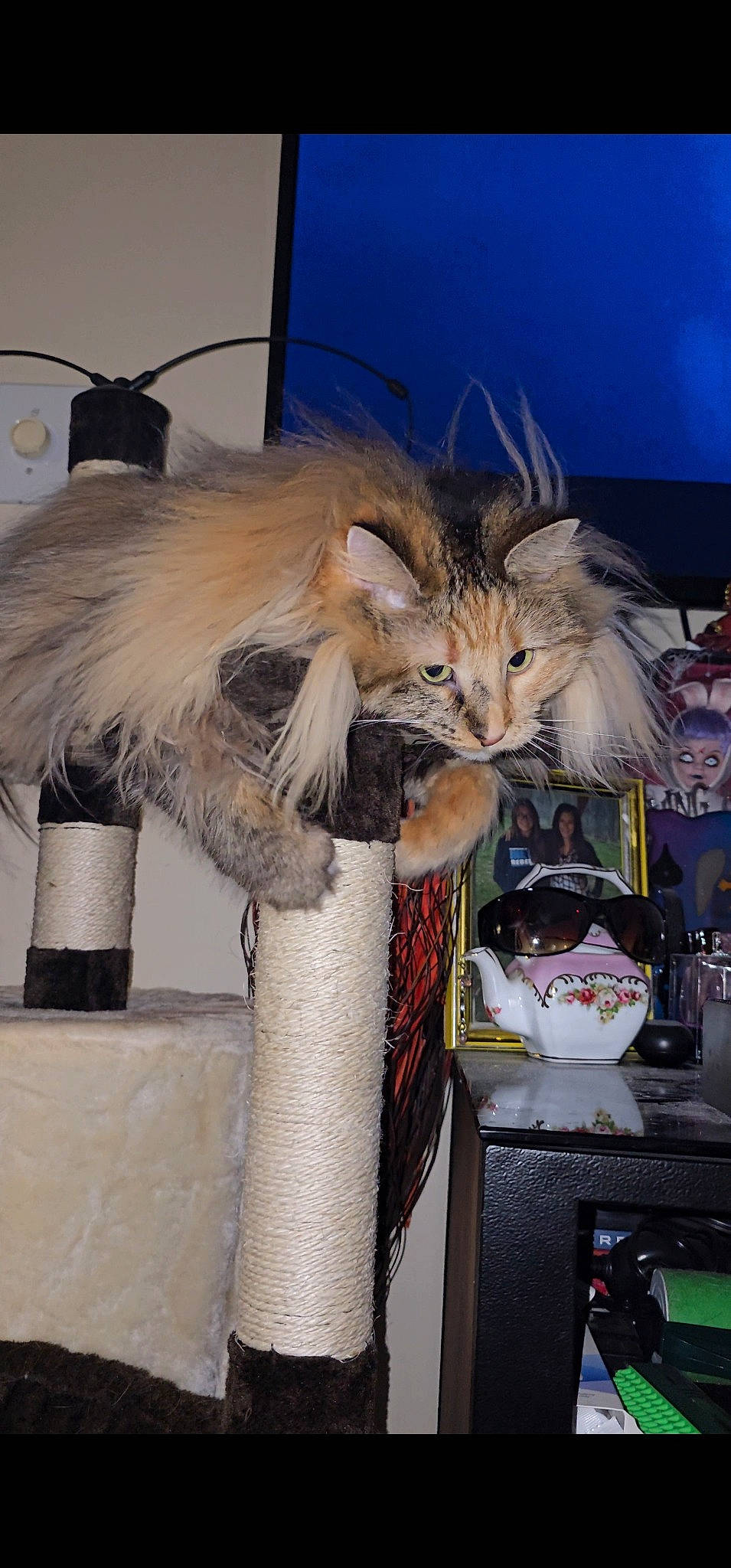 Waffles joined the competition — help win amazing prizes! animal_product, bowl, cat, claw, companion_dog, feather, felidae, fur, hat, home_appliance, kitchen_appliance, natural_material, room, small_to_medium_sized_cats, tail, whiskers, wing