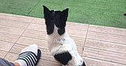 Loustic a rejoint le concours — aidez-le/la à gagner de superbes lots ! dog, puppy, black_and_white, sitting, back_view, outdoor, patio, tile_floor, artificial_grass, fence, ride_on_toy, children_toy, colorful_toy, human_foot, striped_slide, sock, wooden_fence, pet, animal, daylight