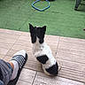 dog, puppy, black_and_white, sitting, back_view, outdoor, patio, tile_floor, artificial_grass, fence, ride_on_toy, children_toy, colorful_toy, human_foot, striped_slide, sock, wooden_fence, pet, animal, daylight