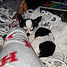 dog, puppy, sleeping, black_and_white, pet, animal, bed, bedroom, blanket, bedding, pillow, cozy, indoors, resting, curled_up, small_dog, human_legs, pajamas, toys, candid_photo