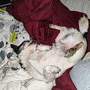 Loustic participe au concours pour gagner de l'argent avec cette photo : puppy, dog, small_dog, upside_down, lying_down, belly_up, paws, fur, black_and_white, sleeping, relaxed, bed, blanket, bedroom, cozy, indoor, pet, cute, animal, photography
