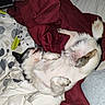 puppy, dog, small_dog, upside_down, lying_down, belly_up, paws, fur, black_and_white, sleeping, relaxed, bed, blanket, bedroom, cozy, indoor, pet, cute, animal, photography