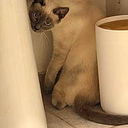 Azur a rejoint le concours — aidez-le/la à gagner de superbes lots ! cat, kitten, siamese_cat, blue_eyes, animal, pet, sitting, looking_at_camera, whiskers, pointed_ears, dark_face, cream_fur, dark_tail, indoor, bathroom, tile_floor, container, curious, portrait, cute