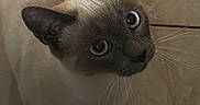 Azur a rejoint le concours — aidez-le/la à gagner de superbes lots ! cat, siamese_cat, blue_eyes, pet, animal, feline, whiskers, pointed_ears, cream_fur, dark_face, portrait, close_up, head_tilt, curious, indoors, tile_wall, bathroom, standing, vertical_photo, black_background