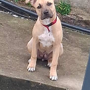 Rubis participe au concours pour gagner de l'argent avec cette photo : dog, puppy, sitting, outdoor, doorstep, concrete, wall, garden, plants, hose, collar, red_collar, tan_fur, white_chest, floppy_ears, black_nose, paws, portrait, curious, pet