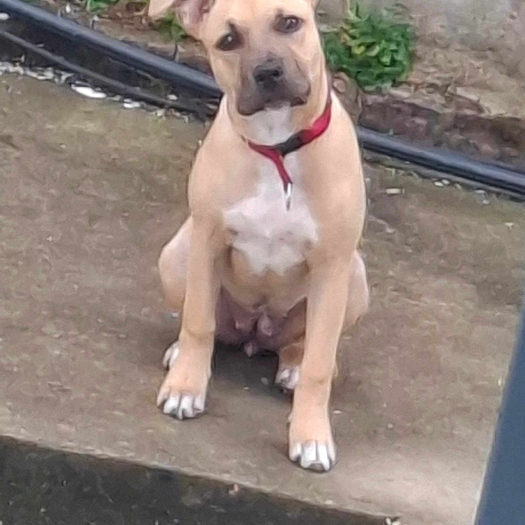Rubis participe au concours pour gagner de l'argent avec cette photo : dog, puppy, sitting, outdoor, doorstep, concrete, wall, garden, plants, hose, collar, red_collar, tan_fur, white_chest, floppy_ears, black_nose, paws, portrait, curious, pet
