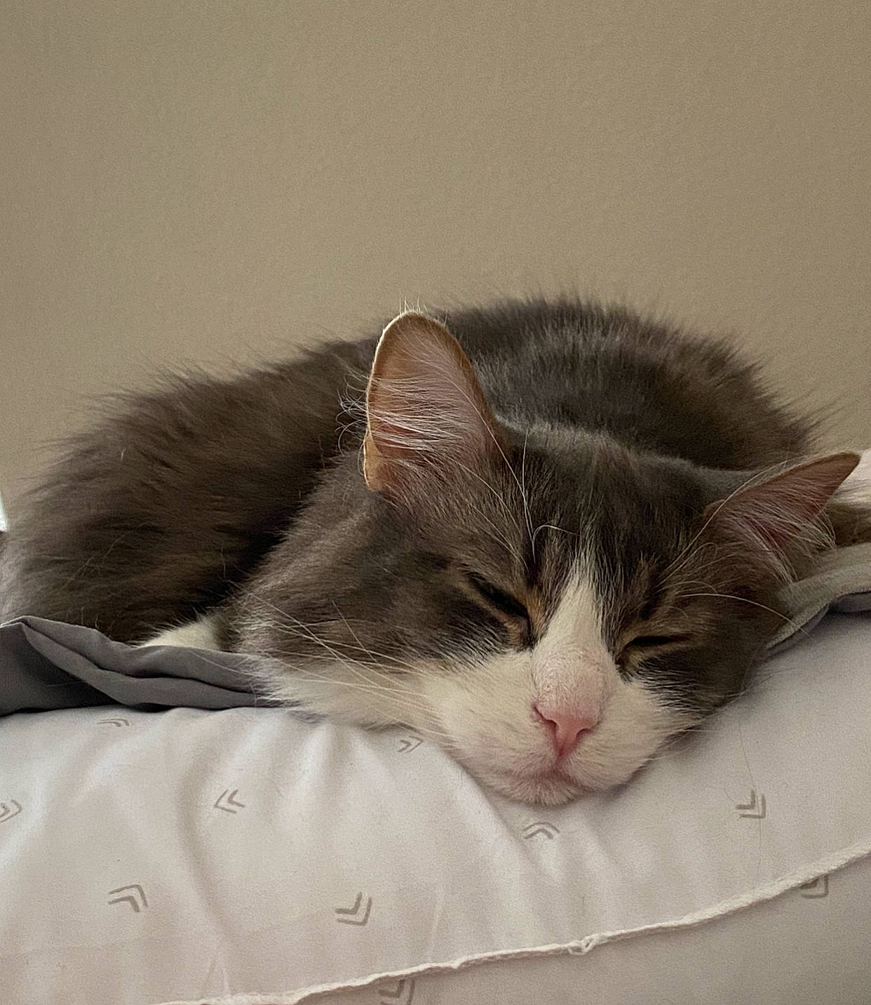 Kitty is registered to the contest to win money with this photo: carnivore, cat, cat_supply, claw, comfort, domestic_short_haired_cat, felidae, fur, grey, nap, paw, sleep, small_to_medium_sized_cats, snout, tail, tree, whiskers, window