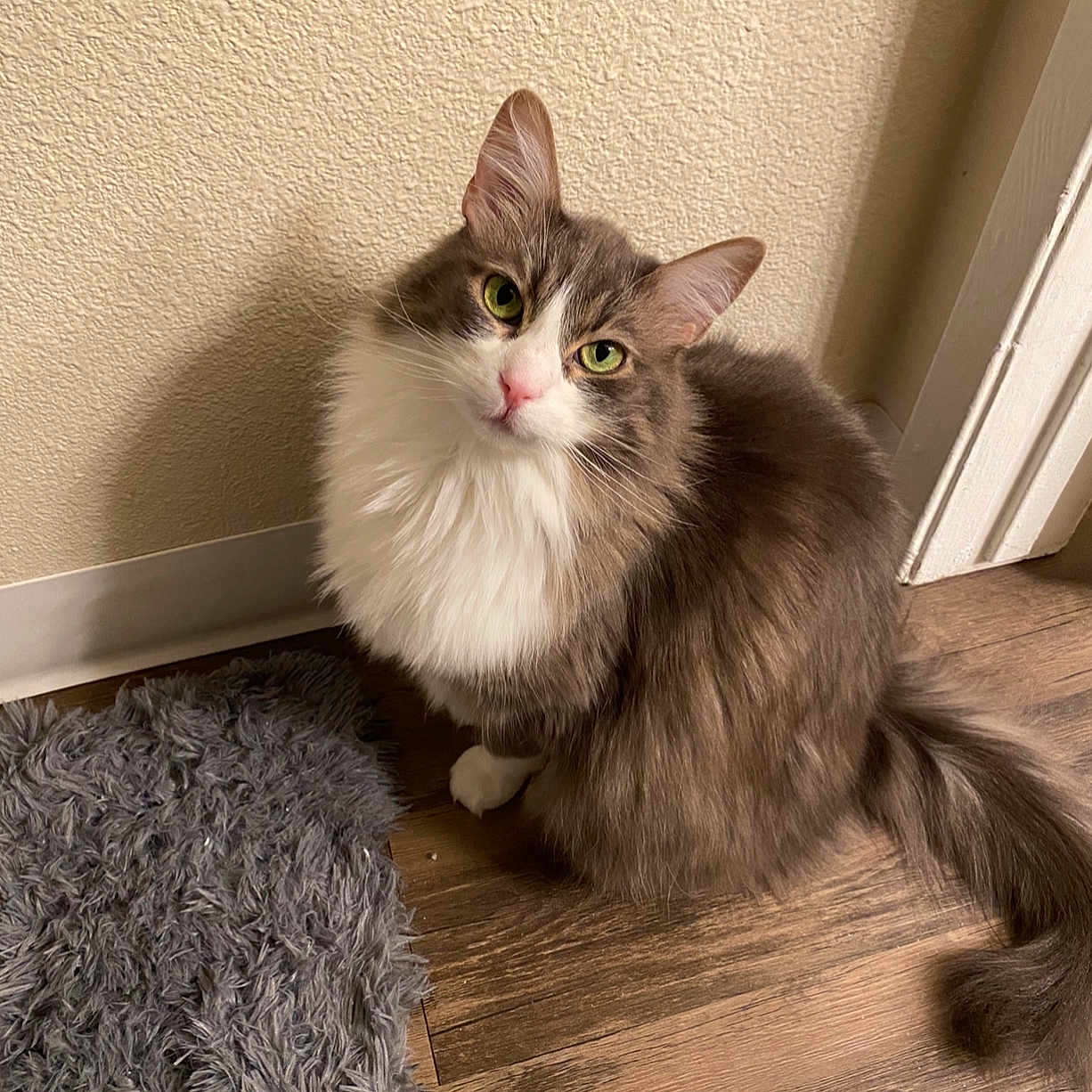 Kitty