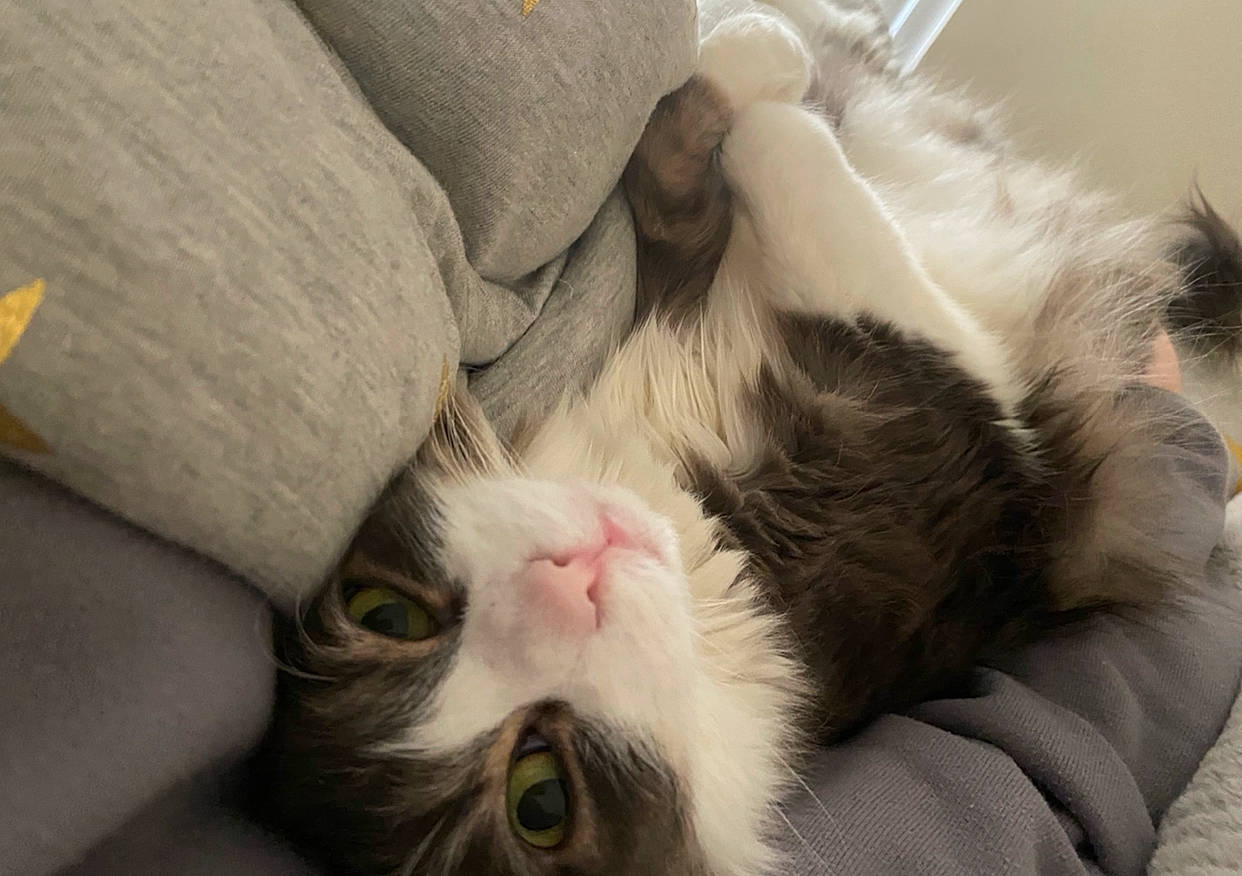 Kitty joined the competition — help win amazing prizes! carnivore, cat, claw, comfort, domestic_short_haired_cat, felidae, foot, fur, nap, paw, plant, small_to_medium_sized_cats, snout, tail, whiskers