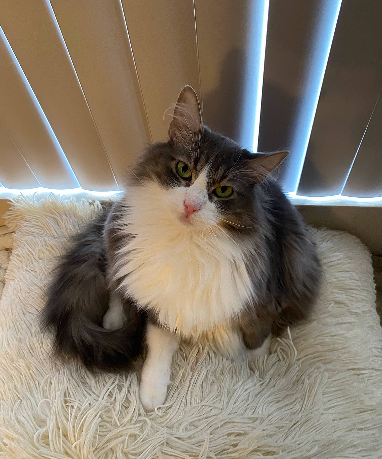 Kitty is registered to the contest to win money with this photo: british_longhair, carnivore, cat, comfort, fawn, felidae, flooring, fur, hardwood, maine_coon, paw, sitting, small_to_medium_sized_cats, snout, tail, terrestrial_animal, whiskers