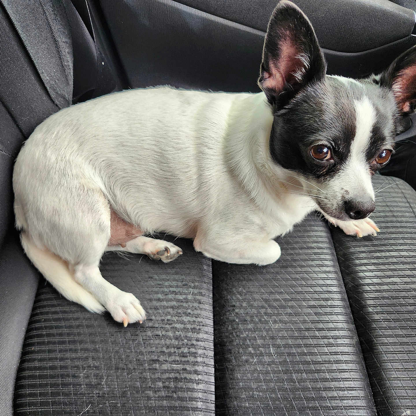 Oreo is registered to the contest to win money with this photo: alert, animal, black_and_white, car_seat, close_up, companion, curious, cute, dog, domestic_animal, ears, fur, indoor, pet, resting, seat, side_view, small_dog, transportation, vehicle