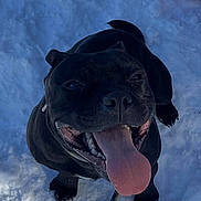 Sonic participe au concours pour gagner de l'argent avec cette photo : dog, black_dog, snow, tongue_out, happy, pet, outdoor, winter, cold, playful, shovel, animal, canine, smiling, snowy_ground, leash, cute, closeup, looking_up, daylight