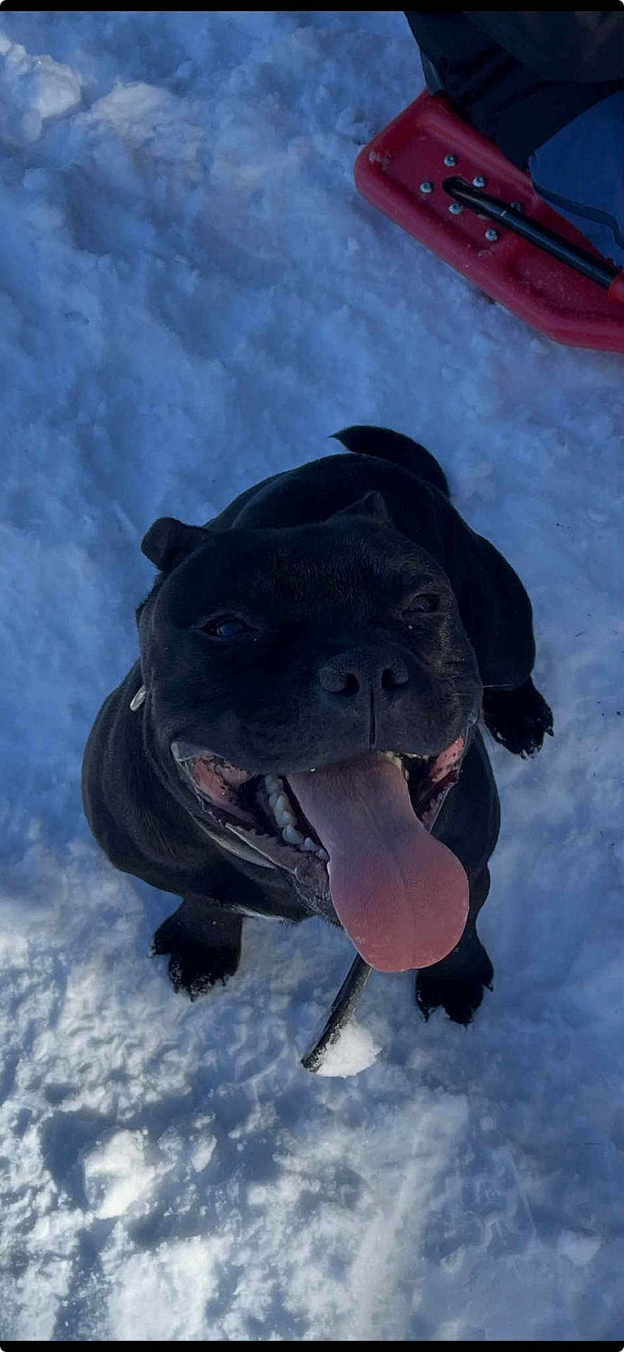 Sonic participe au concours pour gagner de l'argent avec cette photo : dog, black_dog, snow, tongue_out, happy, pet, outdoor, winter, cold, playful, shovel, animal, canine, smiling, snowy_ground, leash, cute, closeup, looking_up, daylight