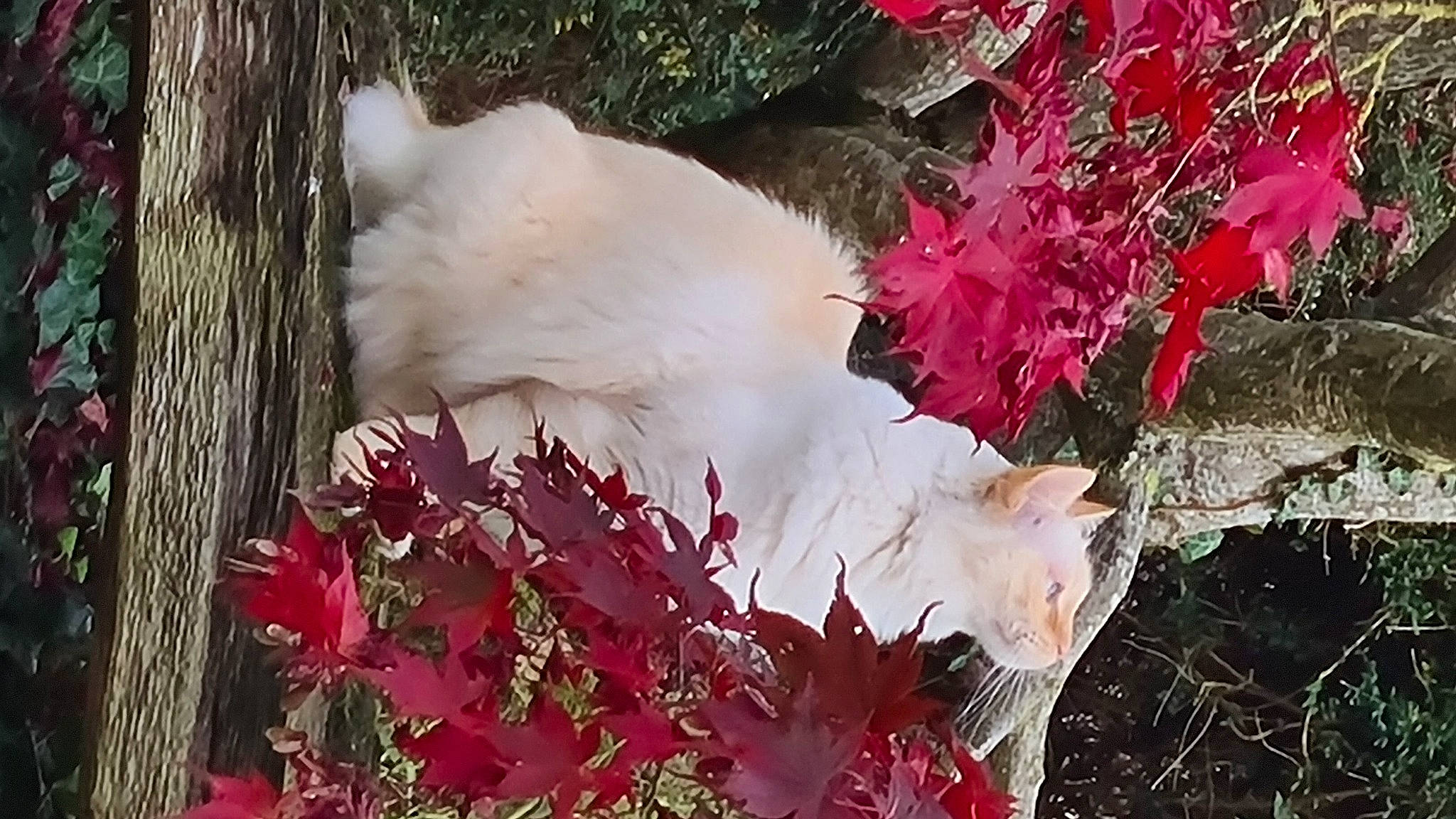 Jason participe au concours pour gagner de l'argent avec cette photo : annual_plant, art, branch, deciduous, felidae, flower, flowering_plant, grass, groundcover, magenta, natural_material, petal, pink, plant, tints_and_shades, tree, twig, vegetation, wood, woody_plant