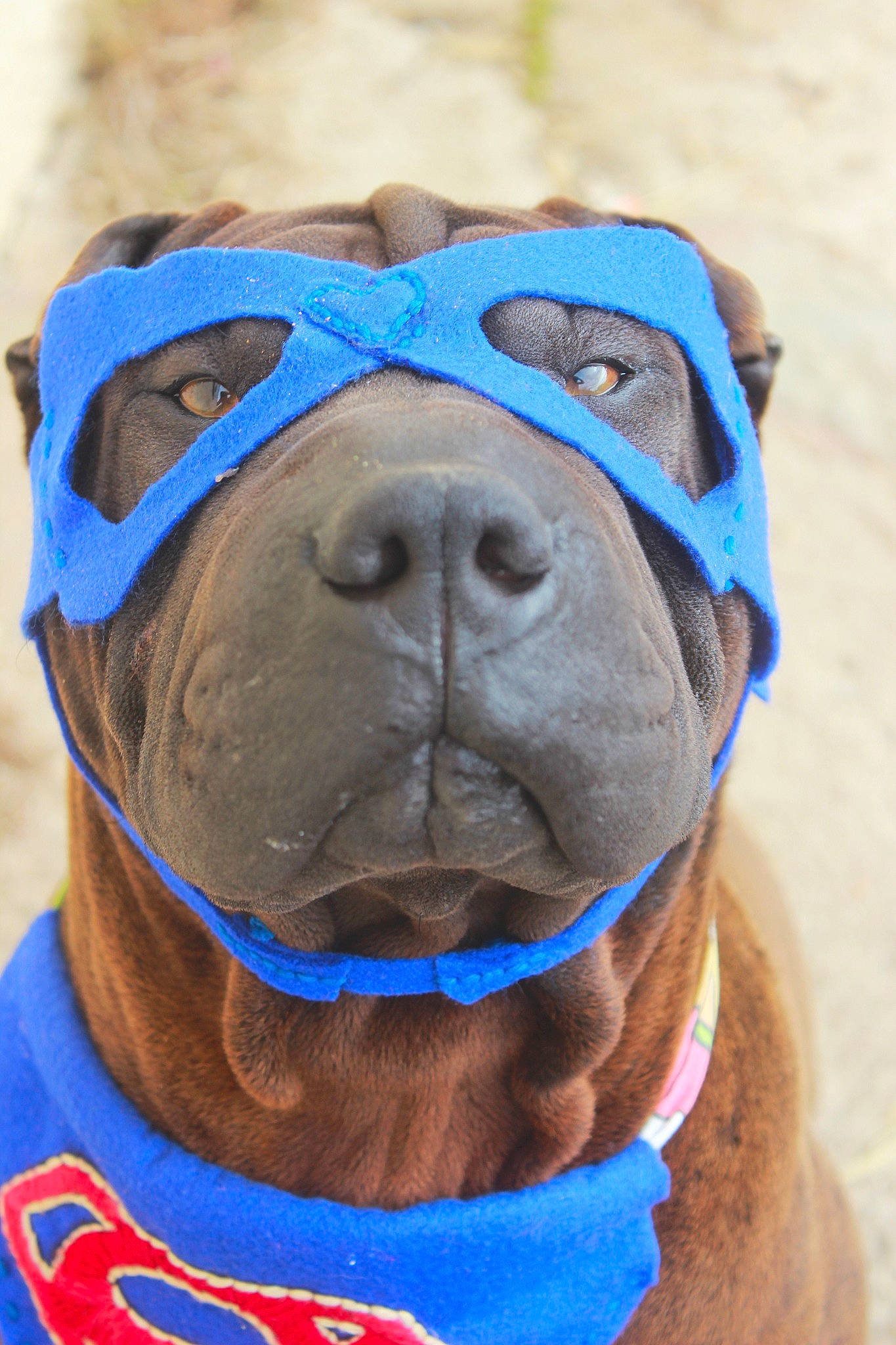 Newky a rejoint le concours — aidez-le/la à gagner de superbes lots ! american_pit_bull_terrier, american_staffordshire_terrier, blue, bullmastiff, canidae, carnivore, dog, dog_breed, electric_blue, non_sporting_group, pit_bull, shar_pei, snout, staffordshire_bull_terrier, wrinkle