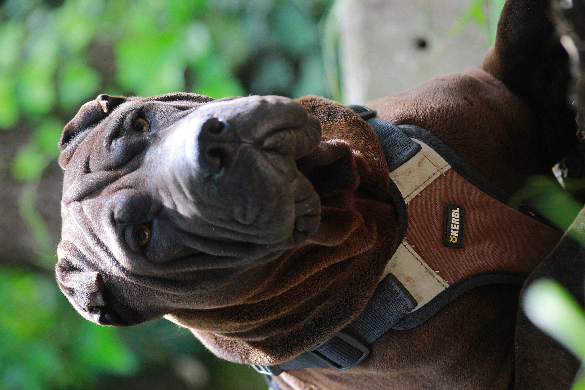 Newky a rejoint le concours — aidez-le/la à gagner de superbes lots ! bulldog, canidae, carnivore, dog, dog_breed, fawn, non_sporting_group, wrinkle