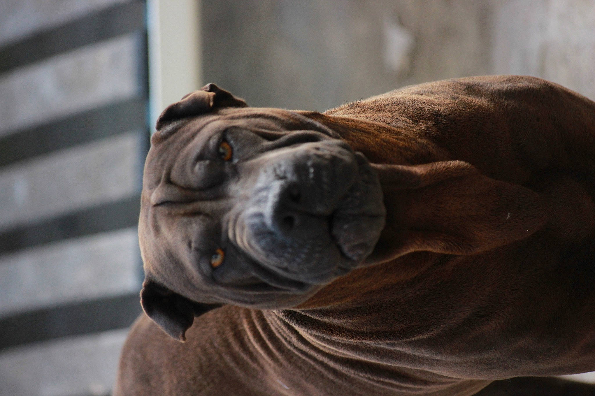 Newky a rejoint le concours — aidez-le/la à gagner de superbes lots ! fawn, marine_mammal, seal, snout, wrinkle