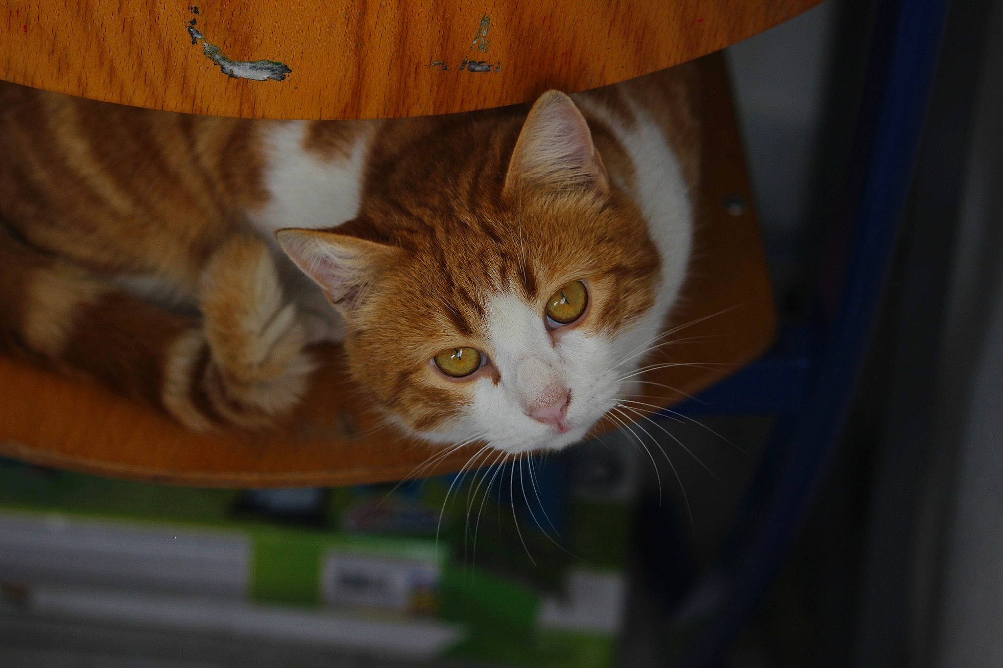 Pattenrond a rejoint le concours — aidez-le/la à gagner de superbes lots ! aegean_cat, carnivore, cat, domestic_short_haired_cat, european_shorthair, eye, fawn, felidae, fur, kitten, nose, small_to_medium_sized_cats, tabby_cat, whiskers