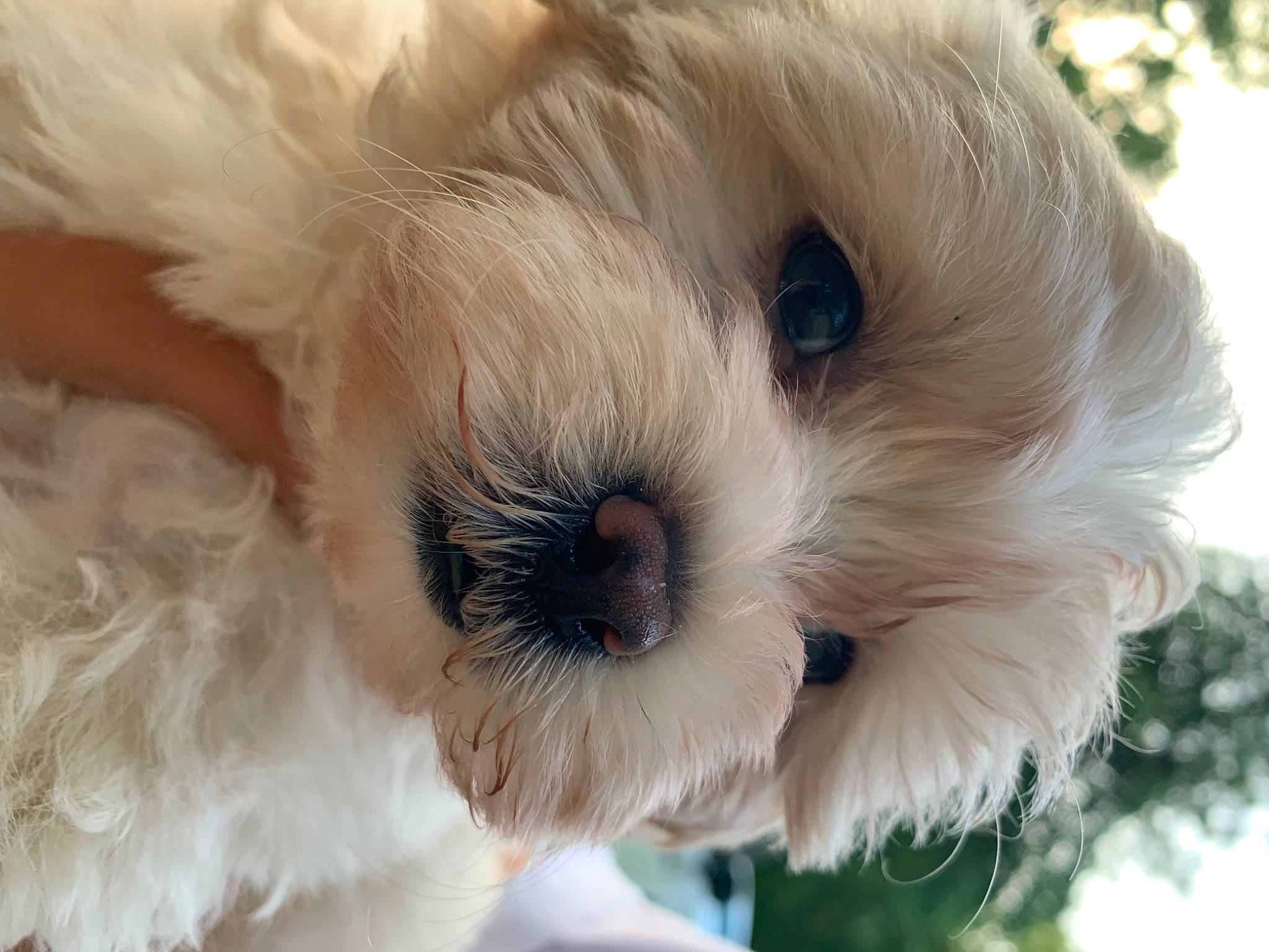 Charlie joined the competition — help win amazing prizes! bolonka, canidae, carnivore, cavapoo, chinese_imperial_dog, cockapoo, companion_dog, dog, dog_breed, havanese, kyi_leo, maltepoo, maltese, mammal, morkie, puppy, puppy_love, schnoodle, snout, vertebrate