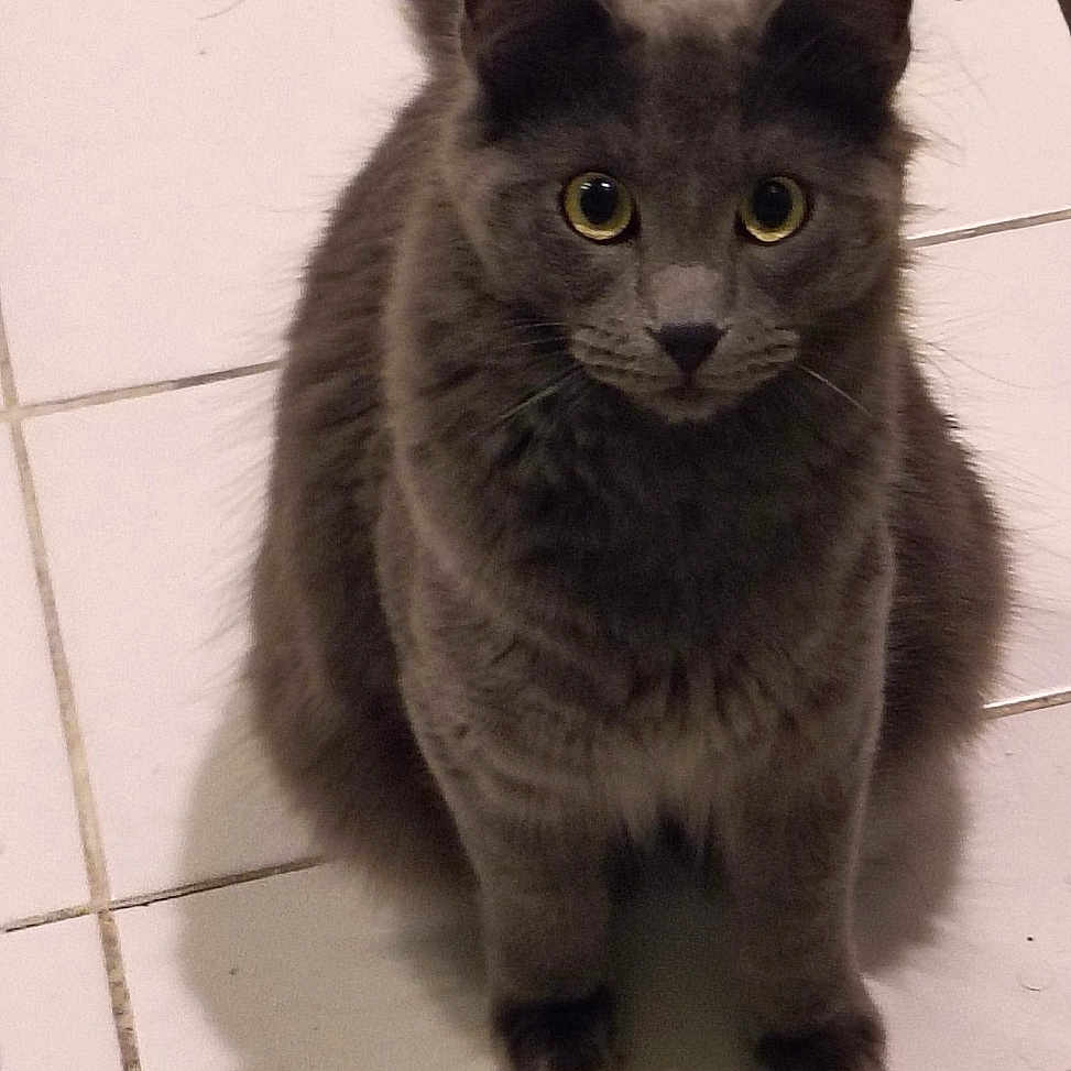 Blou joined the competition — help win amazing prizes! animal, cat, curious, domestic, ears, eyes, feline, floor, fur, gray_cat, home, indoor, looking, paw, pet, shadow, sitting, tile_floor, towel, whiskers