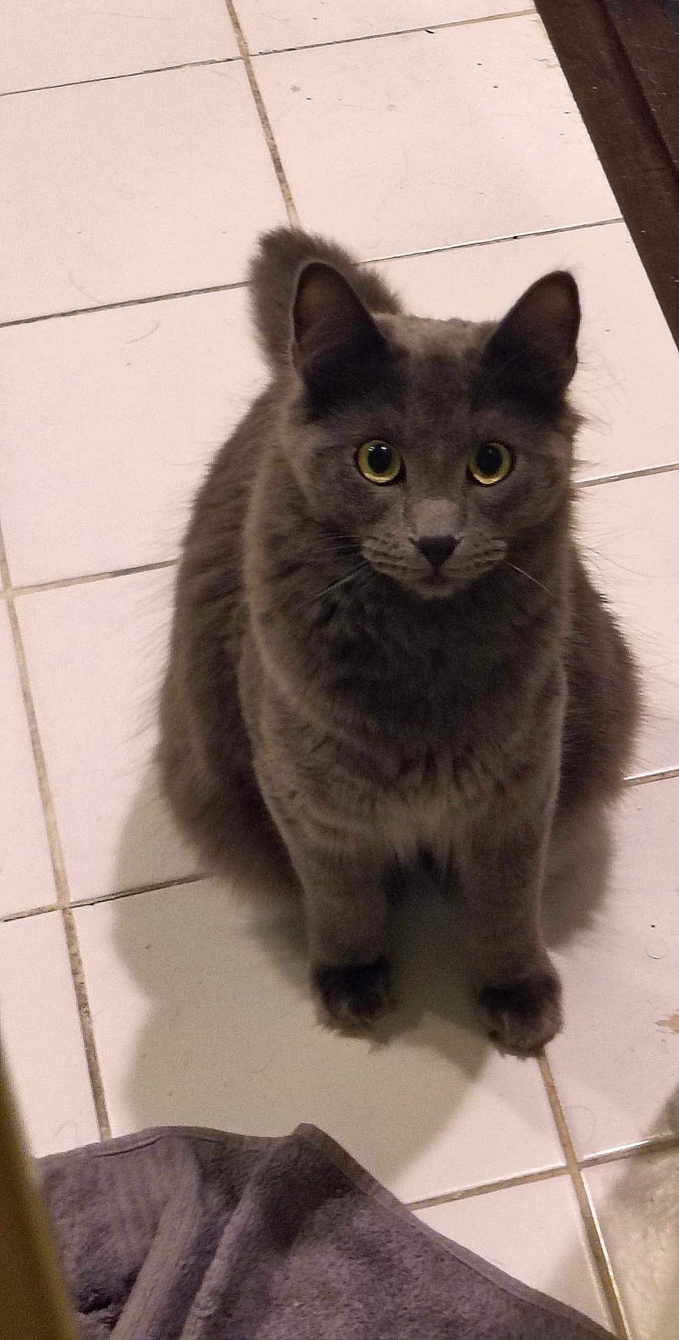 Blou joined the competition — help win amazing prizes! animal, cat, curious, domestic, ears, eyes, feline, floor, fur, gray_cat, home, indoor, looking, paw, pet, shadow, sitting, tile_floor, towel, whiskers