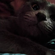 Blou is registered to the contest to win money with this photo: animal, bed, blanket, cat, close_up, curious, cute, dark, ears, eyes, face, feline, fur, indoor, nose, pet, portrait, resting, shadow, whiskers