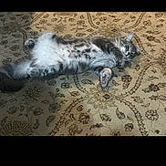 Keanu joined the competition — help win amazing prizes! cat, tabby, lying_down, carpet, indoor, pet, feline, relaxed, fluffy, gray, animal, cute, domestic, whiskers, paws, fur, resting, home, cozy, playful