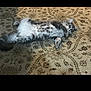 cat, tabby, lying_down, carpet, indoor, pet, feline, relaxed, fluffy, gray, animal, cute, domestic, whiskers, paws, fur, resting, home, cozy, playful