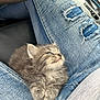 Keanu joined the competition — help win amazing prizes! kitten, cat, jeans, ripped_jeans, denim, lap, car_interior, steering_wheel, furry, cute, pet, animal, domestic_cat, gray_cat, young_cat, sitting, closeup, indoor, cozy, casual