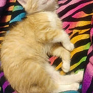 Nala joined the competition — help win amazing prizes! kitten, cat, sleeping, orange_cat, white_fur, fluffy, pet, animal, blanket, colorful, rainbow, striped, cozy, cute, resting, feline, domestic_cat, soft, young_cat, indoor