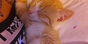 Nala is registered to the contest to win money with this photo: kitten, cat, sleeping, orange_cat, white_paw, tattoo, person, pillow, bed, nap, fur, cute, indoor, resting, closeup, cozy, animal, pet, soft_lighting, relaxation