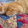 Nala is registered to the contest to win money with this photo: cat, sleeping, orange_cat, quilt, patchwork, bedroom, cozy, feline, pet, nap, fur, indoor, resting, cute, animal, domestic_cat, comfort, closeup, relaxation, soft