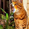 bengal_cat, cat, close_up, colorful, domestic_animal, feline, green, houseplant, indoor, leaf, nature, orange, pet, plant, portrait, rainbow, sitting, striped, sunlight, warm_light