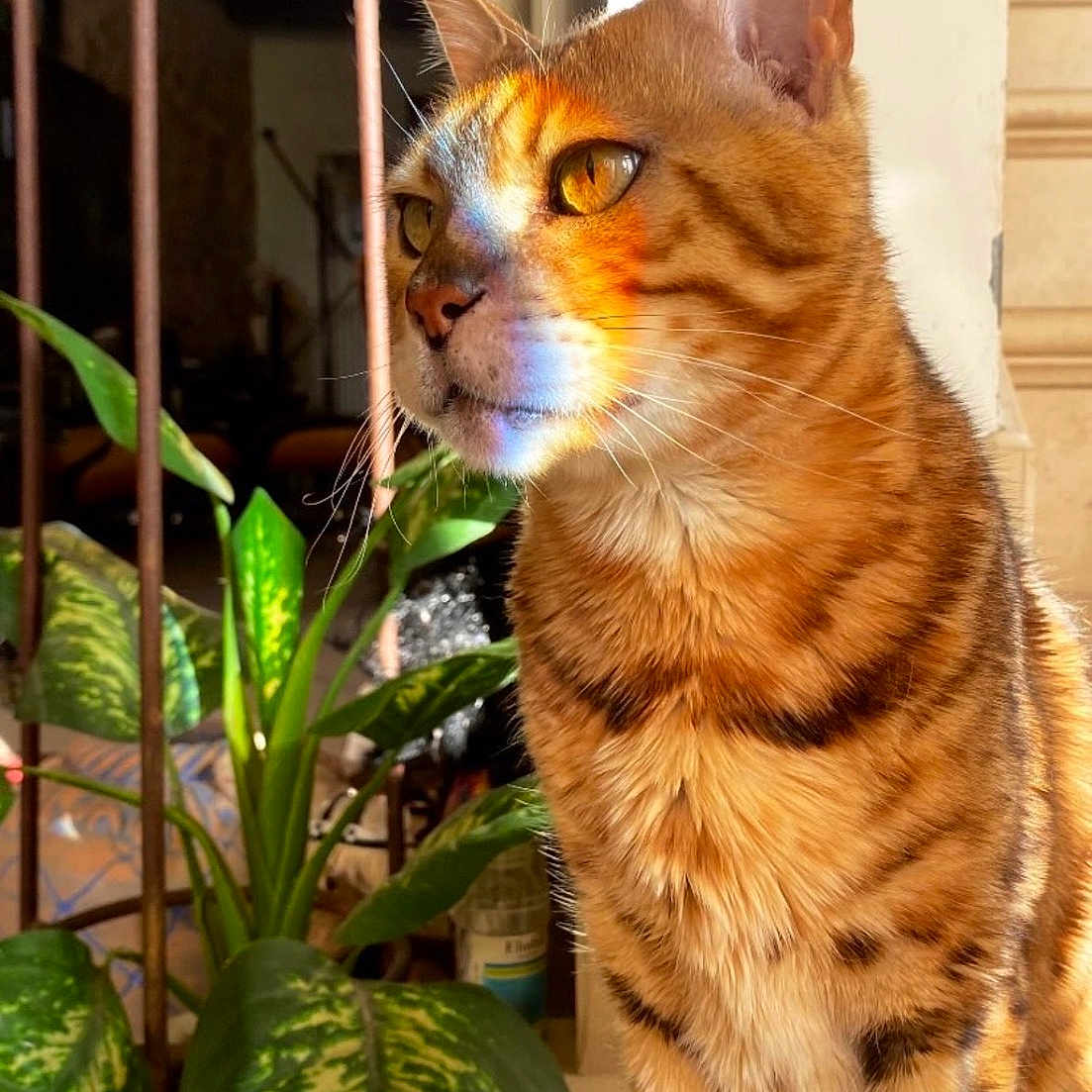 Leo