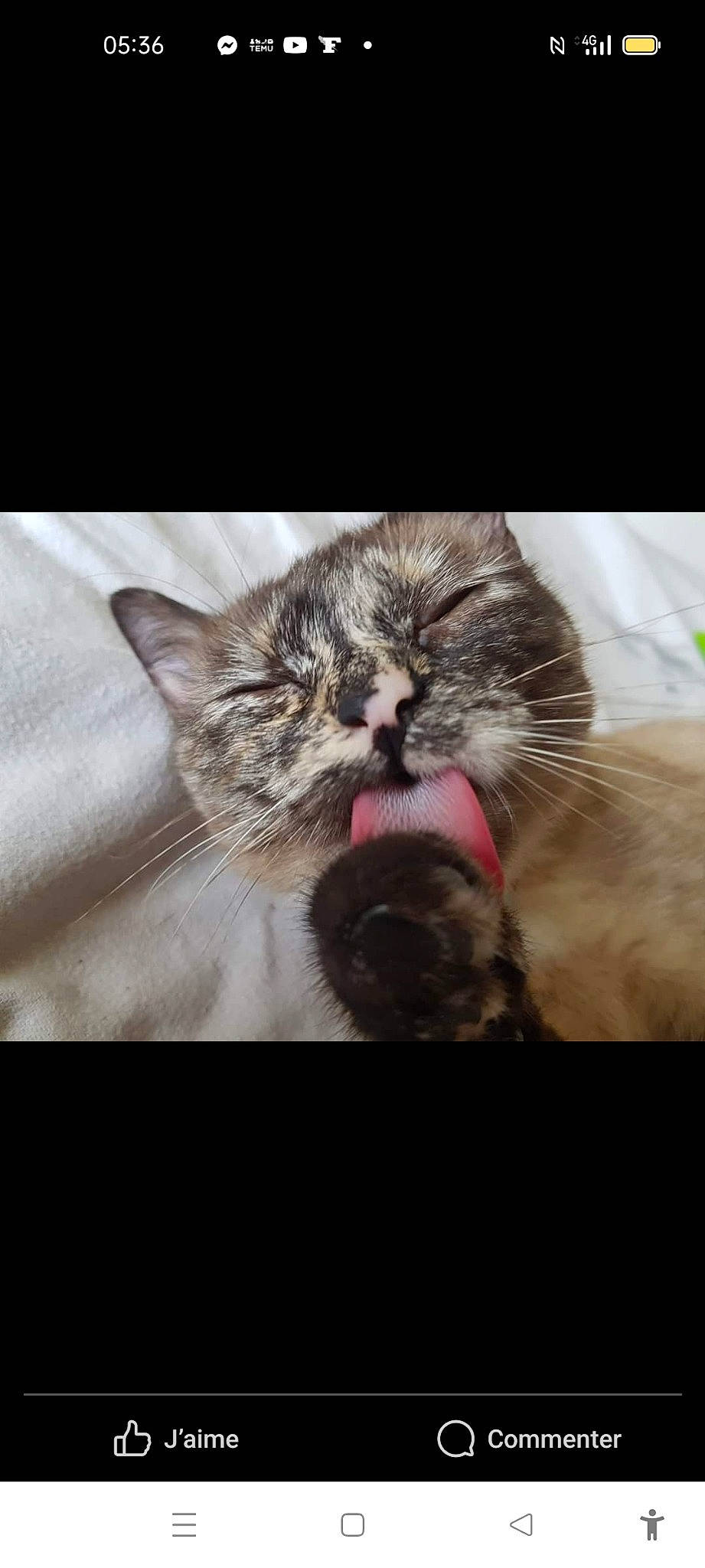 Gribouille a rejoint le concours — aidez-le/la à gagner de superbes lots ! carnivore, cat, claw, comfort, domestic_short_haired_cat, fang, felidae, fur, gesture, paw, plant, small_to_medium_sized_cats, whiskers, wildlife