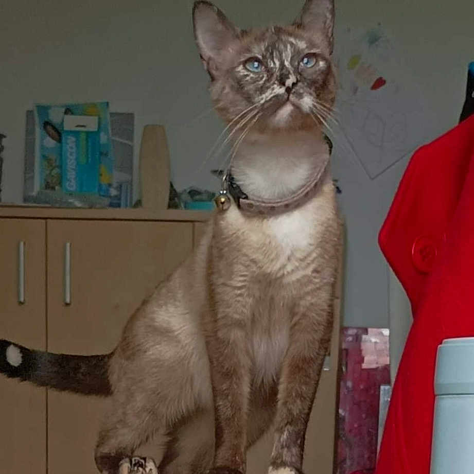 Gribouille a rejoint le concours — aidez-le/la à gagner de superbes lots ! cabinetry, carnivore, cat, comfort, domestic_short_haired_cat, drawer, fawn, felidae, fur, grey, pet_supply, room, small_to_medium_sized_cats, suit, tail, whiskers
