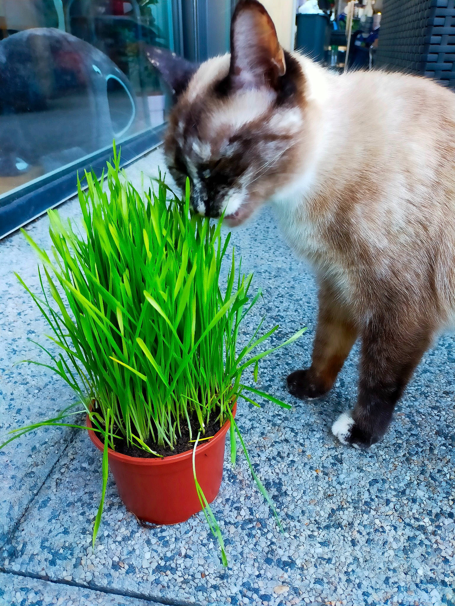 Gribouille a rejoint le concours — aidez-le/la à gagner de superbes lots ! carnivore, cat, domestic_short_haired_cat, felidae, flowerpot, grass, green, groundcover, herb, houseplant, landscape, plant, siamese, small_to_medium_sized_cats, tail, terrestrial_plant, thai, vehicle_door, wheatgrass, whiskers