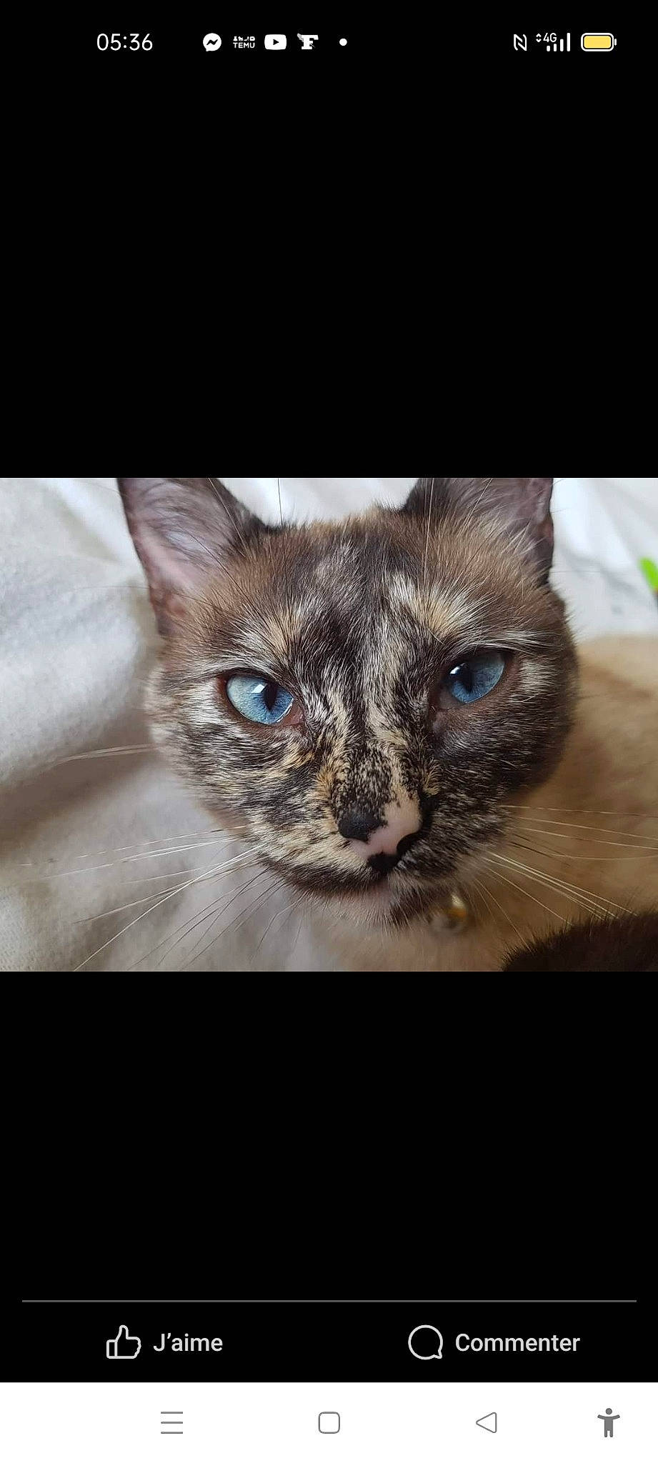 Gribouille participe au concours pour gagner de l'argent avec cette photo : carnivore, cat, domestic_short_haired_cat, ear, eye, fawn, felidae, fur, paw, photo_caption, plant, siamese, small_to_medium_sized_cats, snout, whiskers