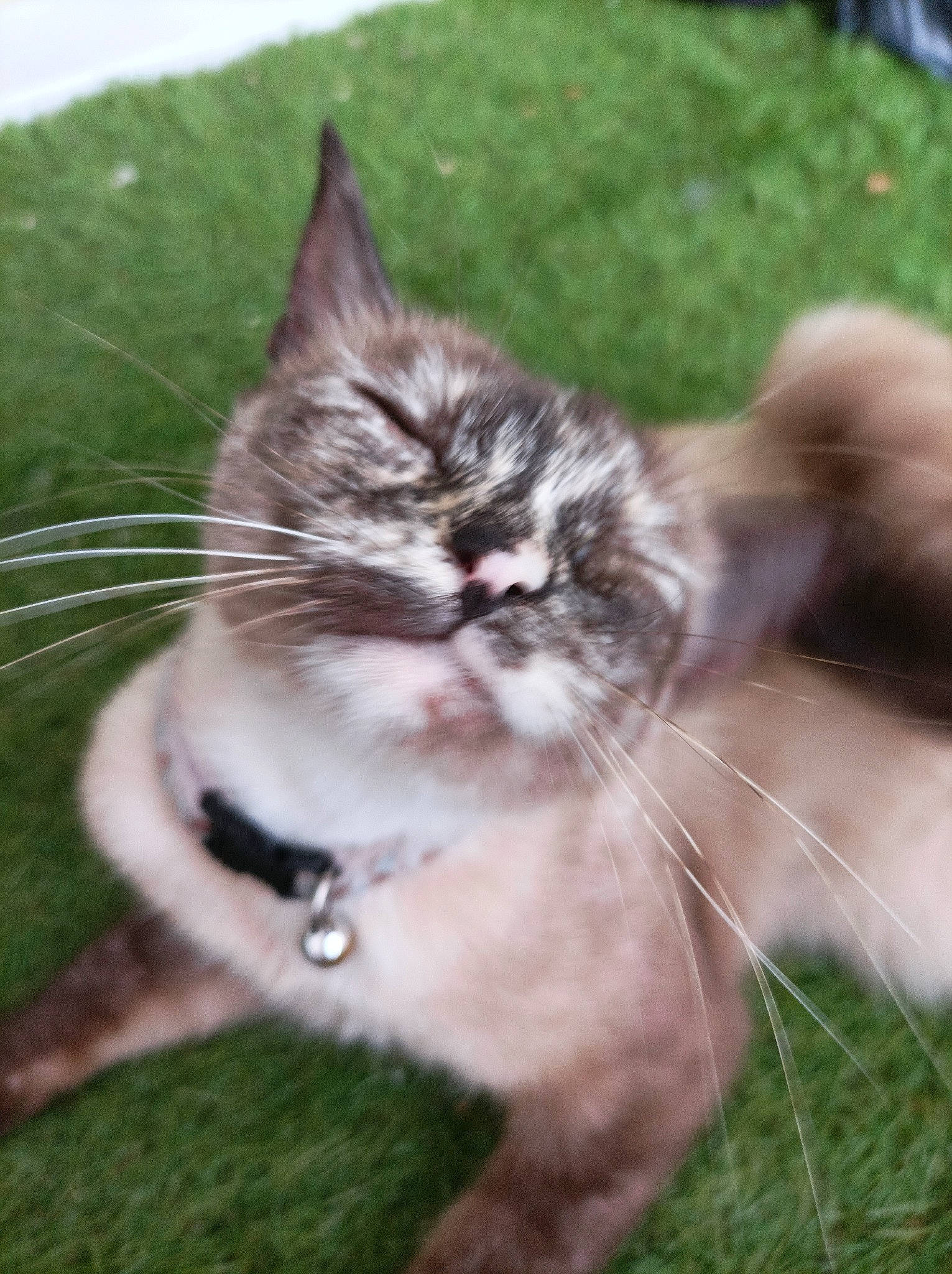 Gribouille participe au concours pour gagner de l'argent avec cette photo : carnivore, cat, collar, domestic_short_haired_cat, fawn, felidae, foot, fur, grass, groundcover, herbaceous_plant, paw, plant, small_to_medium_sized_cats, snout, tail, terrestrial_animal, tree, whiskers, window