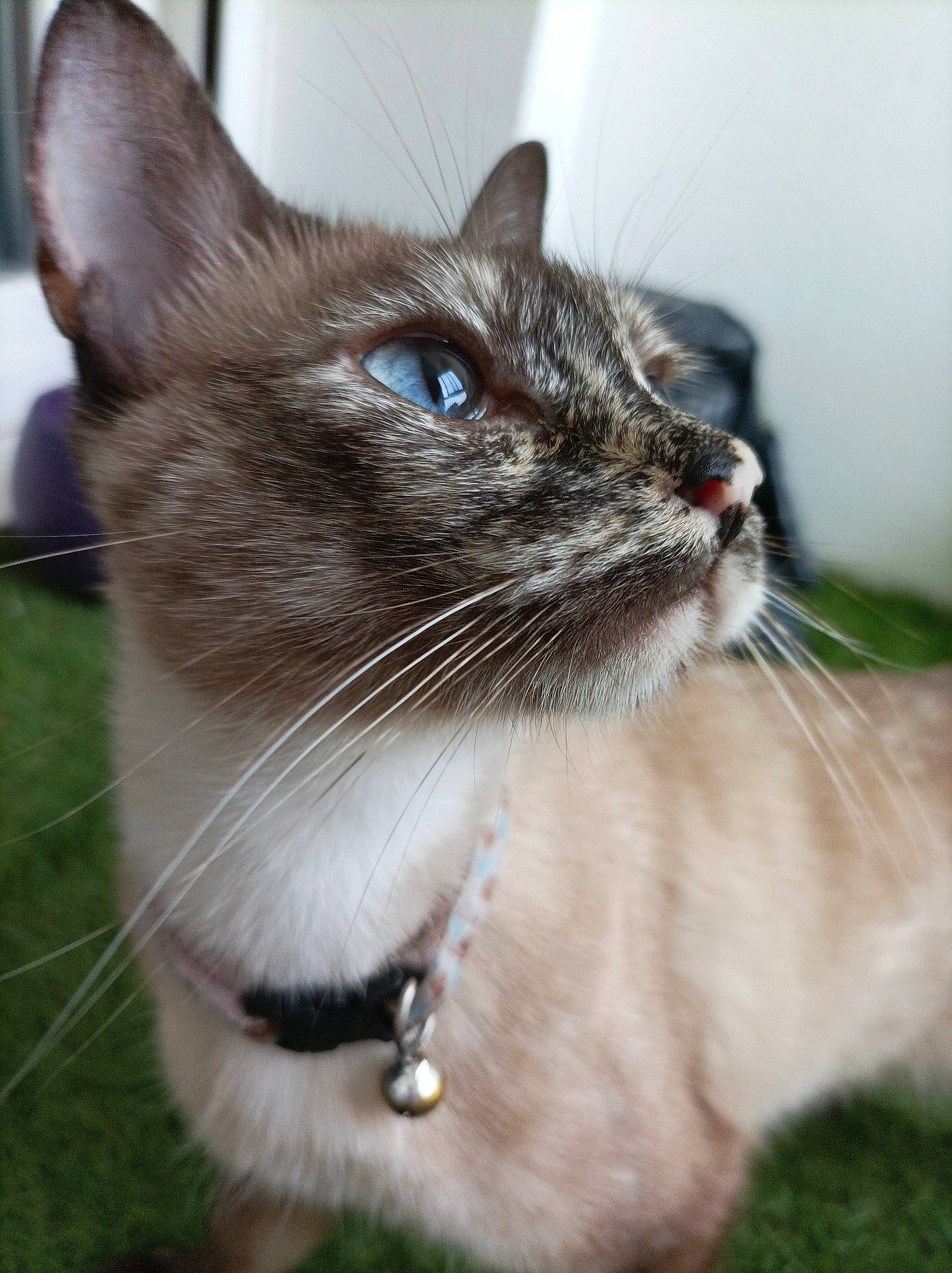 Gribouille a rejoint le concours — aidez-le/la à gagner de superbes lots ! carnivore, cat, collar, domestic_short_haired_cat, fawn, felidae, fur, grass, iris, pet_supply, plant, siamese, small_to_medium_sized_cats, snout, tail, terrestrial_animal, thai, whiskers, wildlife, window