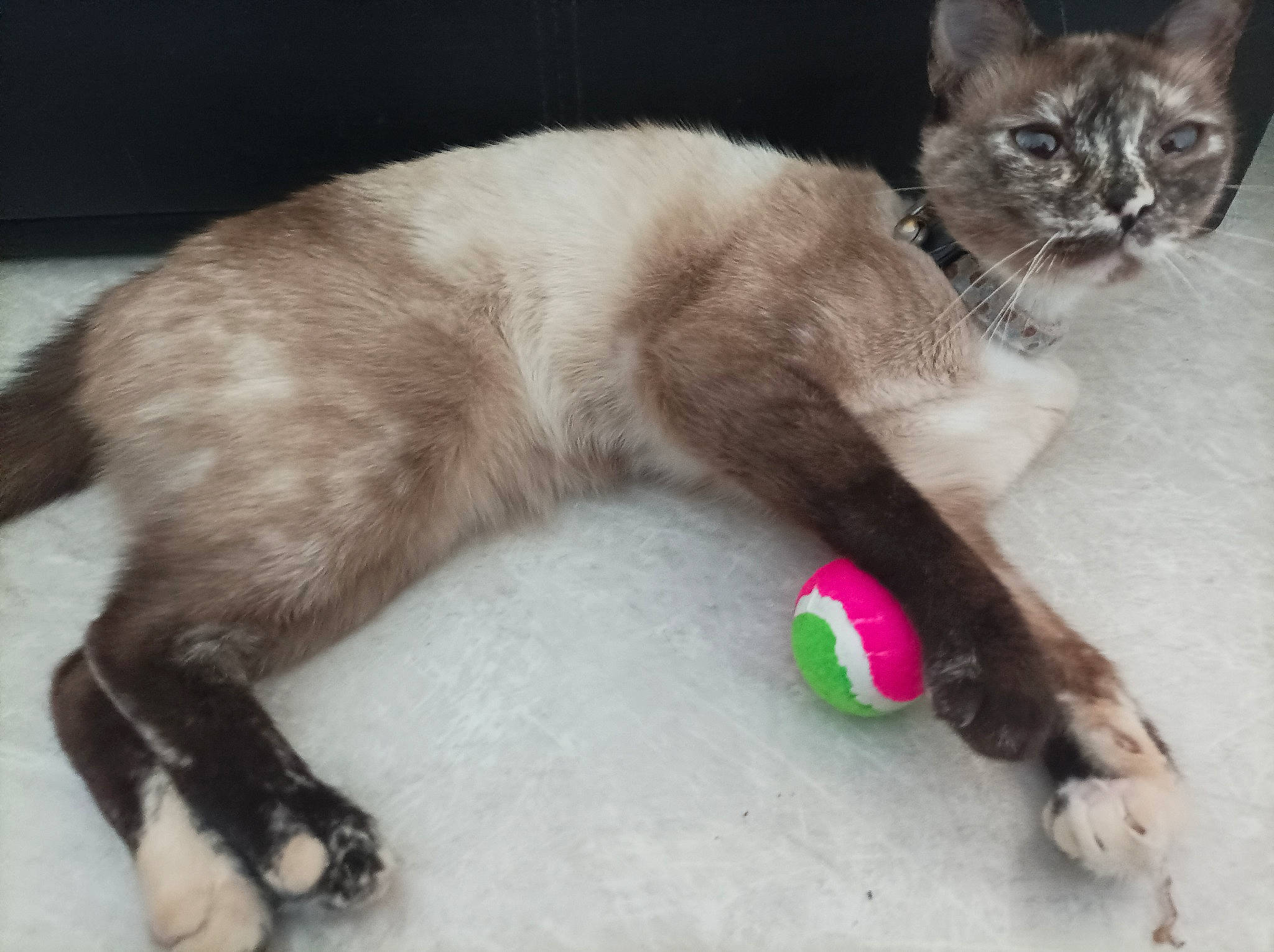 Gribouille participe au concours pour gagner de l'argent avec cette photo : carnivore, cat, cat_supply, cat_toy, claw, comfort, domestic_short_haired_cat, fawn, felidae, foot, fur, paw, pet_supply, photo_caption, sitting, small_to_medium_sized_cats, snout, tail, terrestrial_animal, whiskers