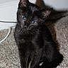 Jiji is registered to the contest to win money with this photo: black_cat, kitten, cat, animal, pet, feline, sitting, carpet, indoors, portrait, blue_eyes, ears, whiskers, fur, black_fur, tail, paws, serious_expression, home, cute