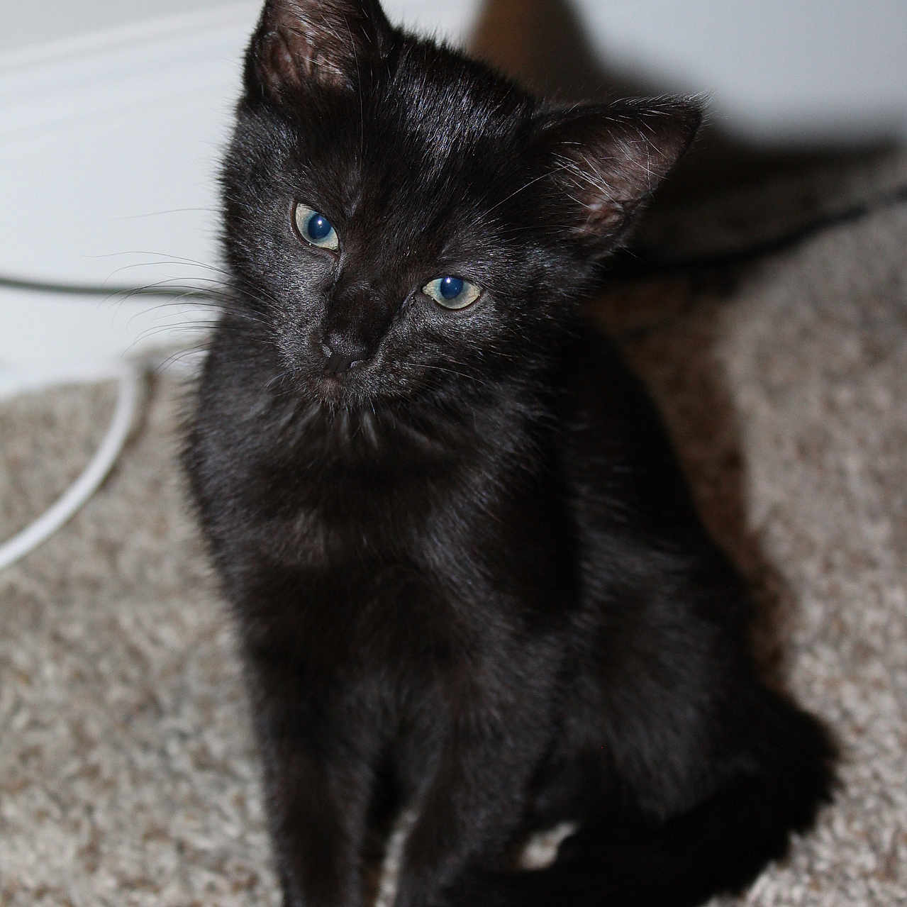 Jiji is registered to the contest to win money with this photo: black_cat, kitten, cat, animal, pet, feline, sitting, carpet, indoors, portrait, blue_eyes, ears, whiskers, fur, black_fur, tail, paws, serious_expression, home, cute