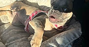 Delilah joined the competition — help win amazing prizes! animal, canine, cozy, cute, dog, dog_bed, expression, fabric, french_bulldog, harness, home, indoor, nose, pattern, paw, pet, playful, resting, shadow, sunlight