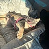dog, french_bulldog, pet, dog_bed, harness, sunlight, shadow, cozy, indoor, cute, animal, canine, resting, expression, playful, home, fabric, pattern, nose, paw