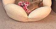 Delilah joined the competition — help win amazing prizes! dog, pet, bed, harness, pink, checkered, carpet, cozy, indoor, shelving, decor, fluffy, resting, small_dog, brown_dog, furniture, relaxing, home, comfort, animal